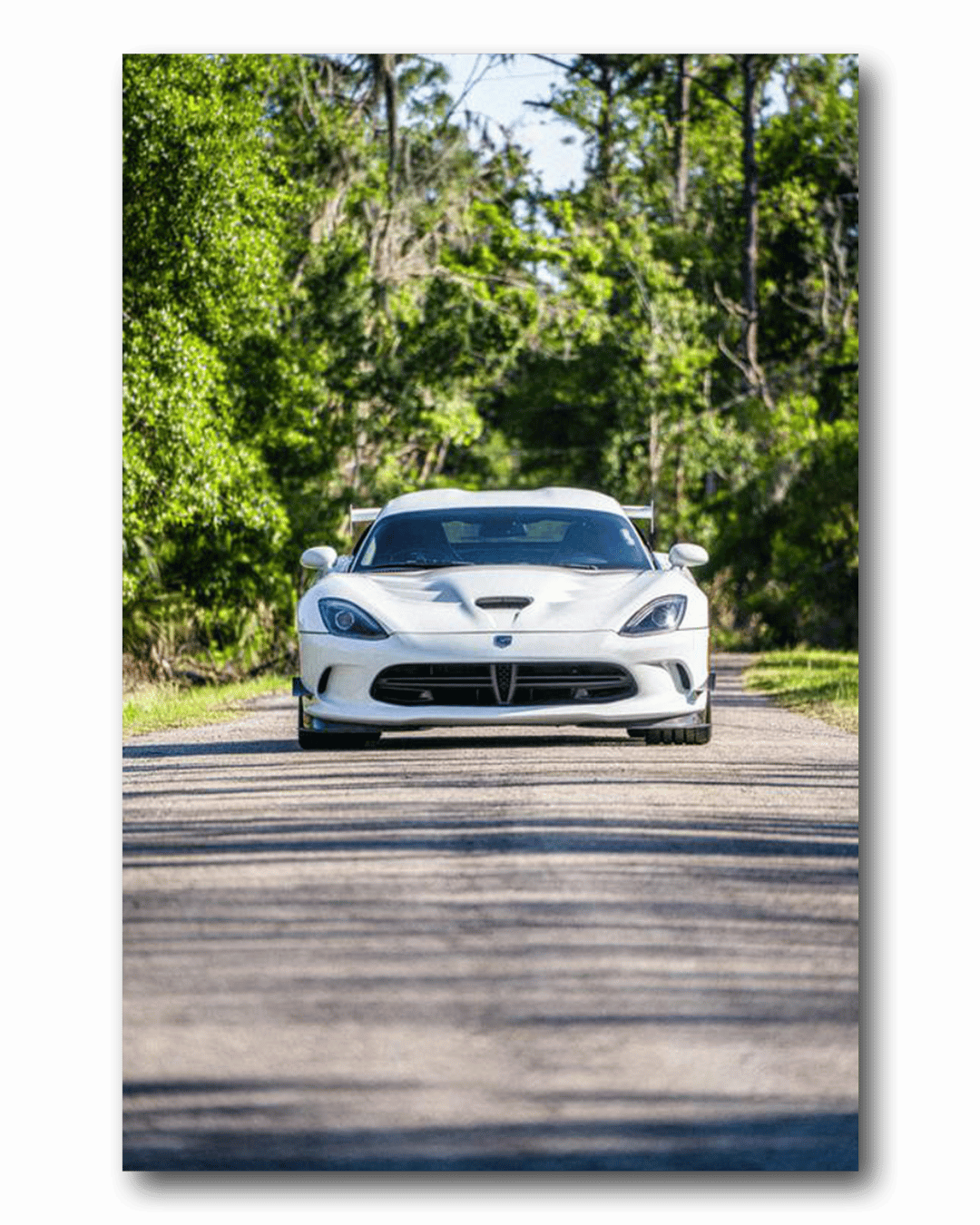 Viper in the Wild Matte Poster